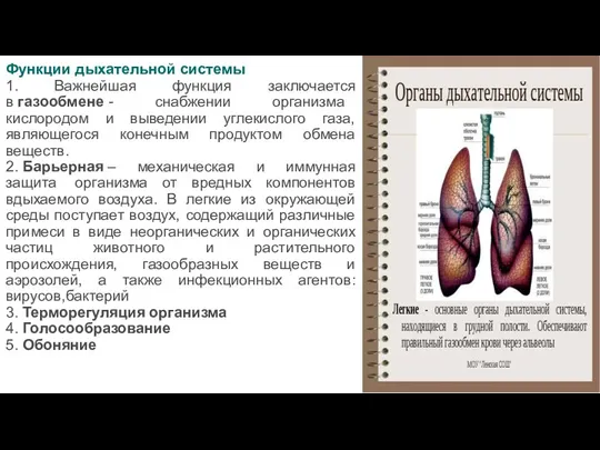 Функции дыхательной системы 1. Важнейшая функция заключается в газообмене - снабжении