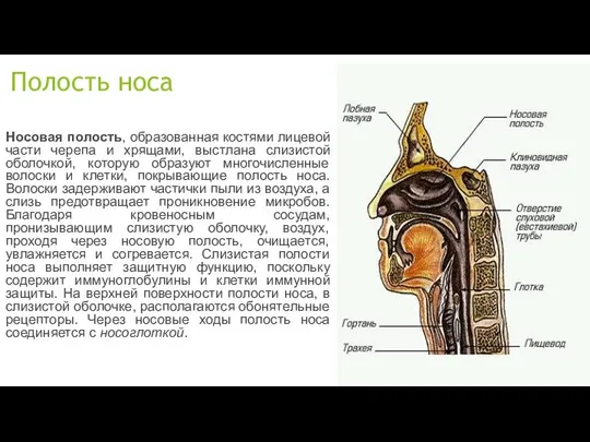 Полость носа Носовая полость, образованная костями лицевой части черепа и хрящами,