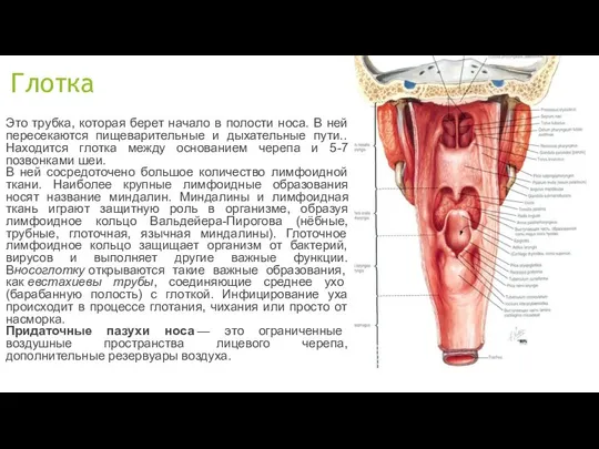 Глотка Это трубка, которая берет начало в полости носа. В ней