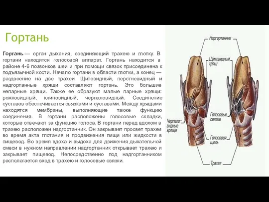 Гортань Гортань — орган дыхания, соединяющий трахею и глотку. В гортани