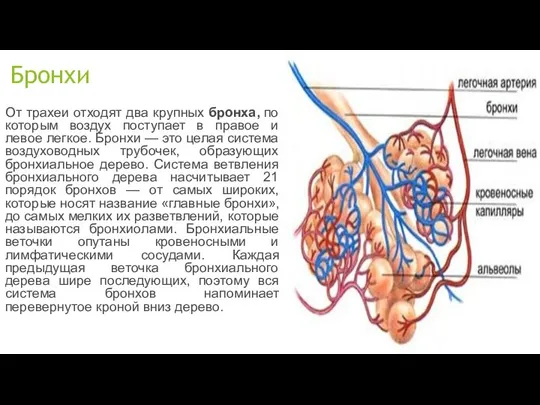 Бронхи От трахеи отходят два крупных бронха, по которым воздух поступает