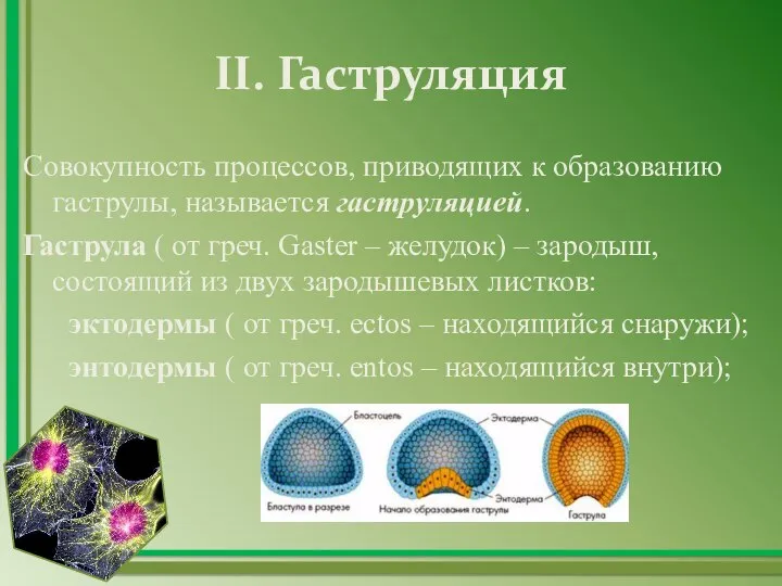 II. Гаструляция Совокупность процессов, приводящих к образованию гаструлы, называется гаструляцией. Гаструла