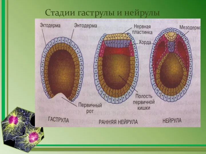 Стадии гаструлы и нейрулы