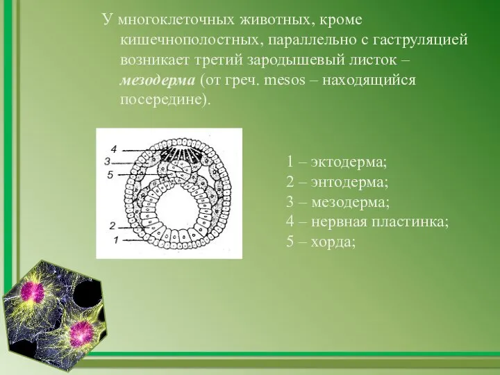 У многоклеточных животных, кроме кишечнополостных, параллельно с гаструляцией возникает третий зародышевый