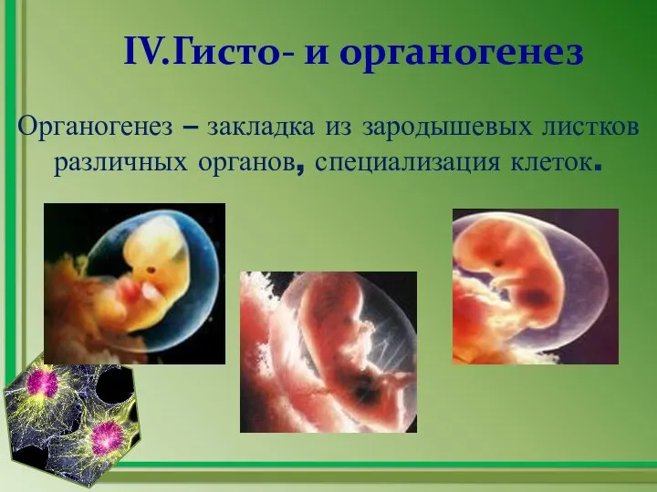 IV.Гисто- и органогенез Органогенез – закладка из зародышевых листков различных органов, специализация клеток.