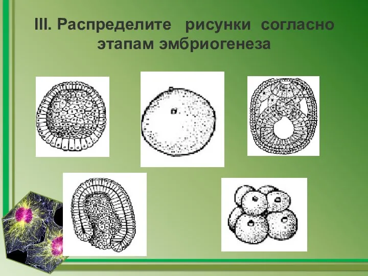 III. Распределите рисунки согласно этапам эмбриогенеза