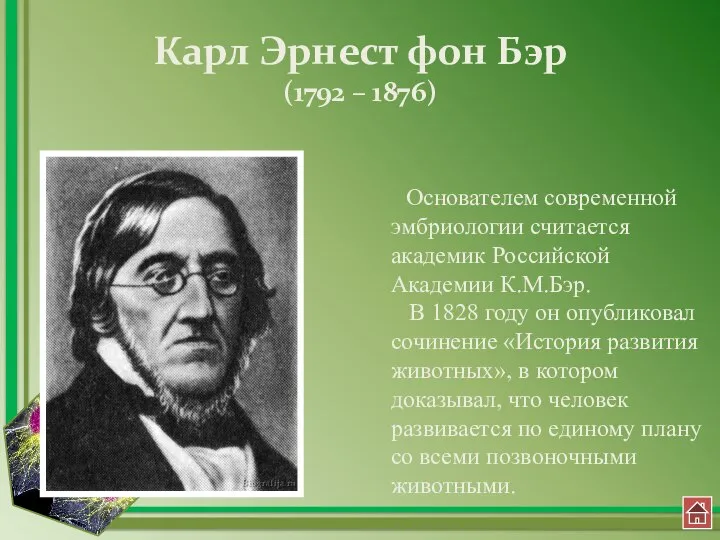 Карл Эрнест фон Бэр (1792 – 1876) Основателем современной эмбриологии считается