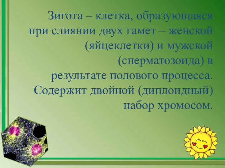 Зигота – клетка, образующаяся при слиянии двух гамет – женской (яйцеклетки)