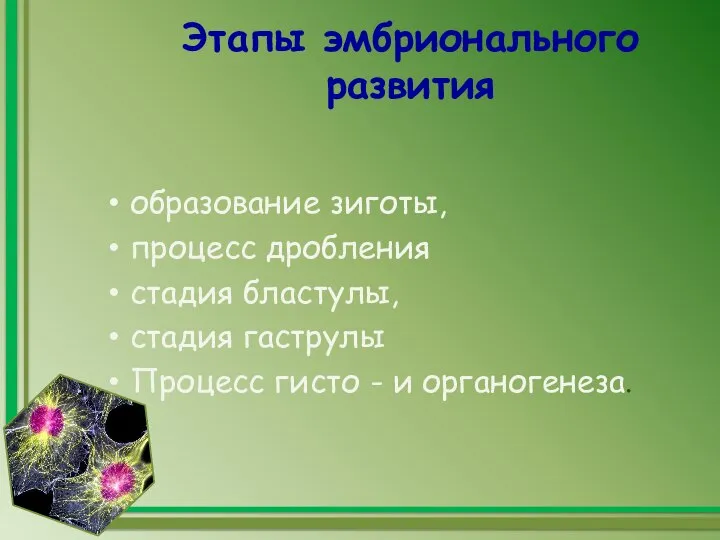 Этапы эмбрионального развития образование зиготы, процесс дробления стадия бластулы, стадия гаструлы Процесс гисто - и органогенеза.