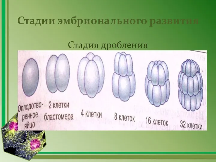 Стадии эмбрионального развития Стадия дробления