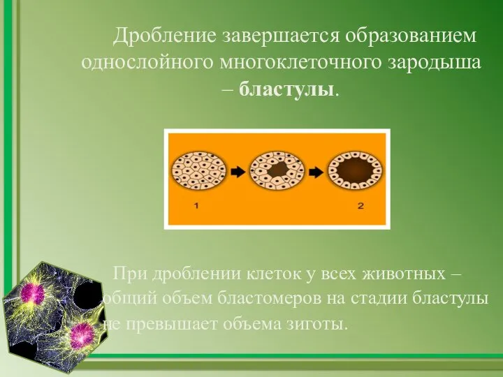 Дробление завершается образованием однослойного многоклеточного зародыша – бластулы. При дроблении клеток