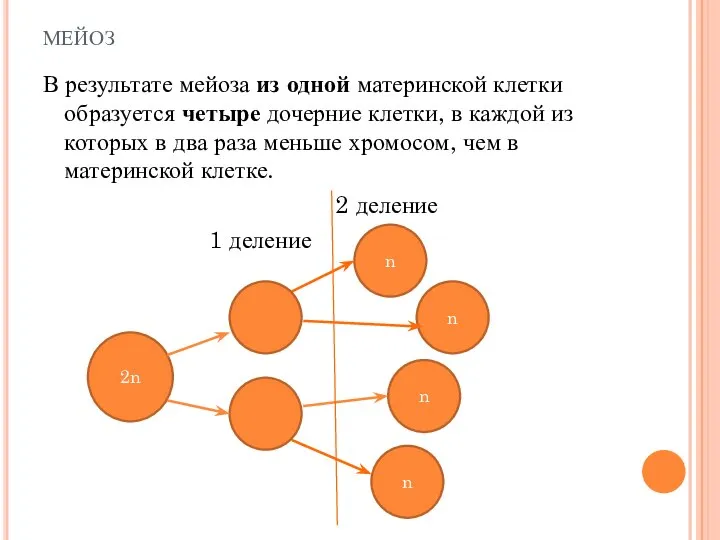 мейоз В результате мейоза из одной материнской клетки образуется четыре дочерние