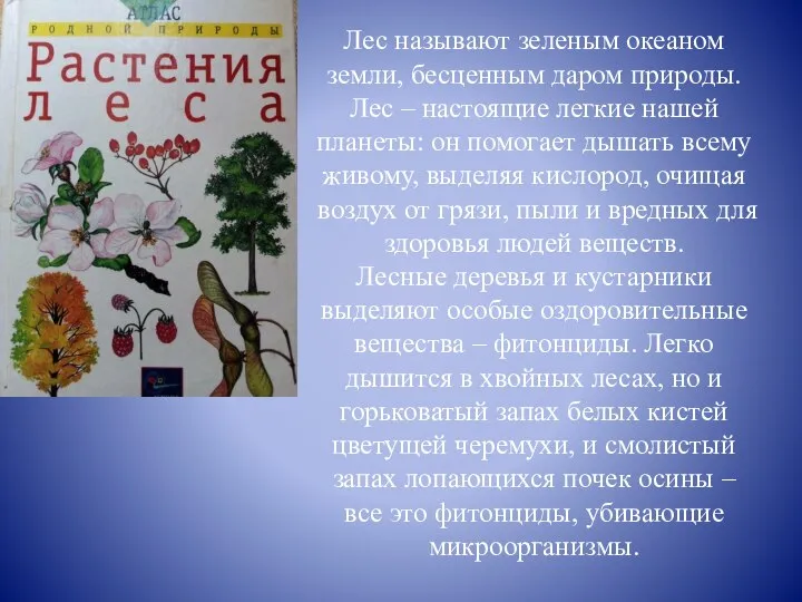 Лес называют зеленым океаном земли, бесценным даром природы. Лес – настоящие