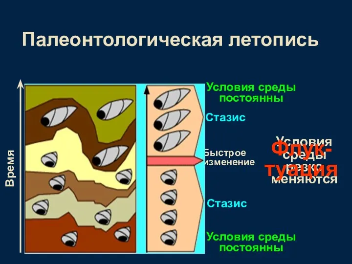 Условия среды постоянны Условия среды резко меняются Стазис Стазис Быстрое изменение