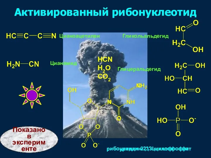 рибоцитидин-2',3'-циклофосфат рибоуридин-2',3'-циклофосфат Показано в эксперименте Активированный рибонуклеотид