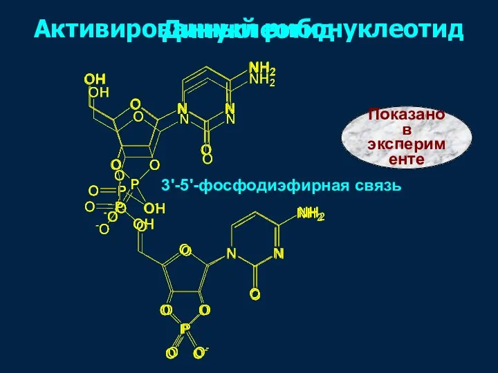 Динуклеотид Показано в эксперименте Активированный рибонуклеотид 3'-5'-фосфодиэфирная связь