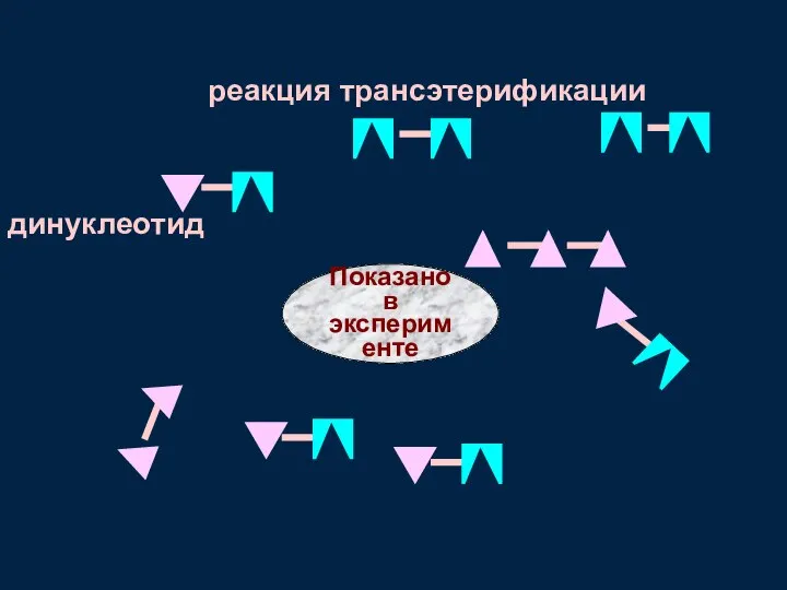 динуклеотид реакция трансэтерификации Показано в эксперименте