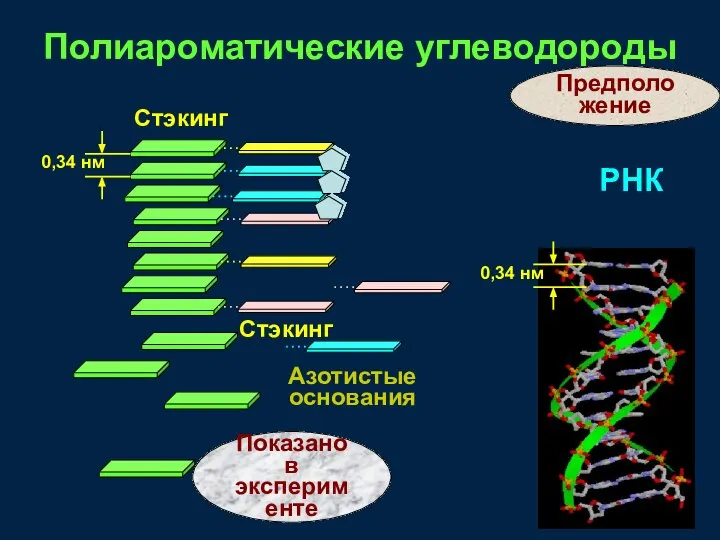 РНК Стэкинг Азотистые основания Стэкинг Полиароматические углеводороды Показано в эксперименте Предположение