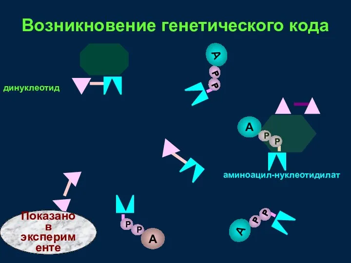 динуклеотид аминоацил-нуклеотидилат Возникновение генетического кода Показано в эксперименте