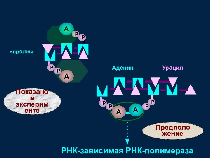 Аденин Урацил «проген» РНК-зависимая РНК-полимераза Предположение Показано в эксперименте