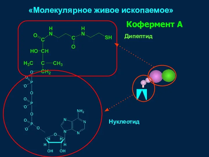 Кофермент А Нуклеотид Дипептид «Молекулярное живое ископаемое»