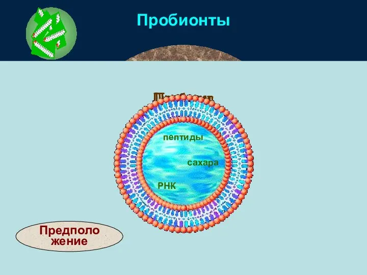 Показано в эксперименте Пробионты Липосома Вода Пробионт Предположение