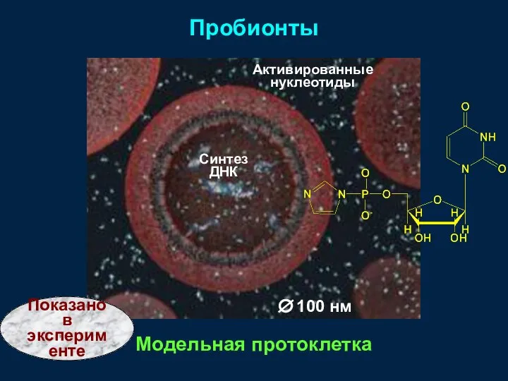 Показано в эксперименте Активированные нуклеотиды Синтез ДНК Пробионты