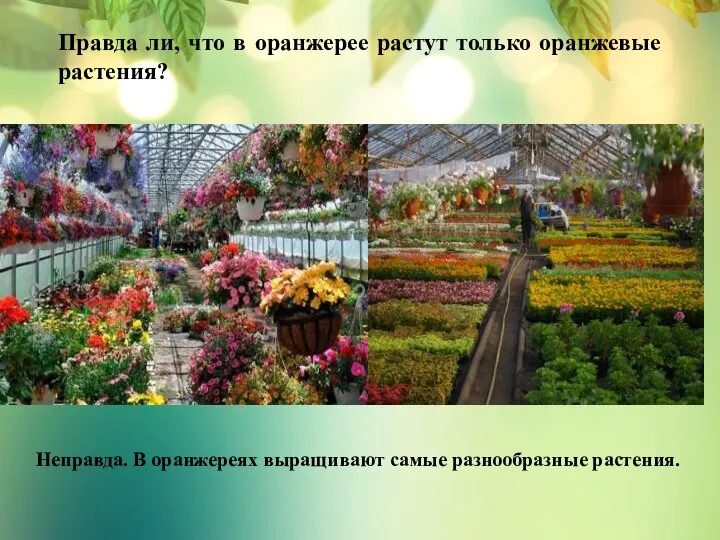 Правда ли, что в оранжерее растут только оранжевые растения? Неправда. В оранжереях выращивают самые разнообразные растения.