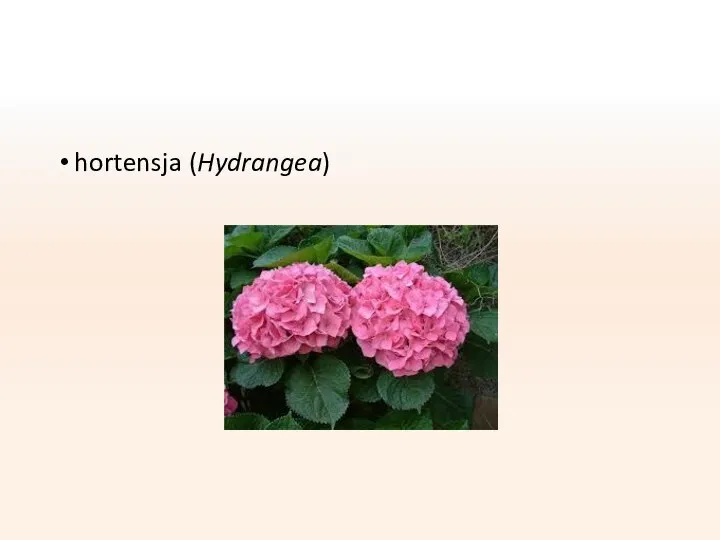 hortensja (Hydrangea)