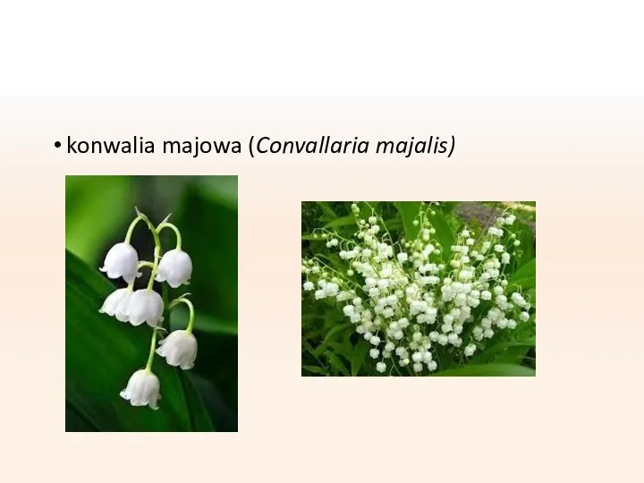 konwalia majowa (Convallaria majalis)