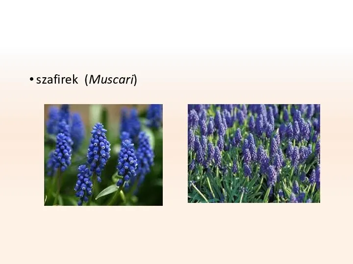 szafirek (Muscari)