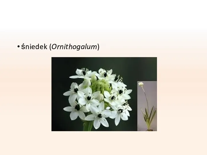 śniedek (Ornithogalum)