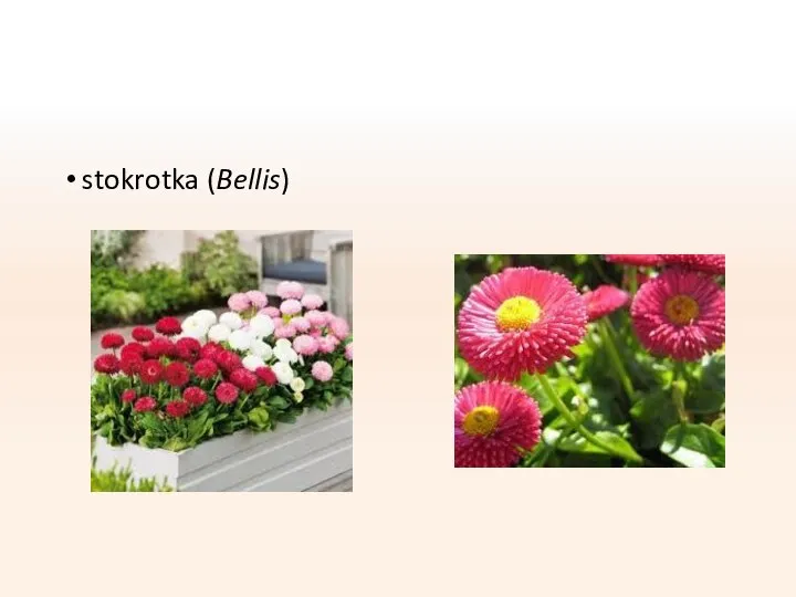 stokrotka (Bellis)