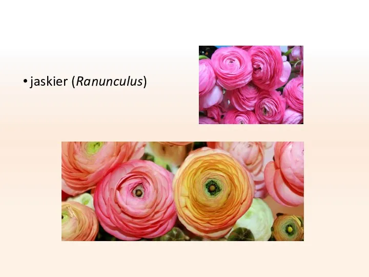 jaskier (Ranunculus)