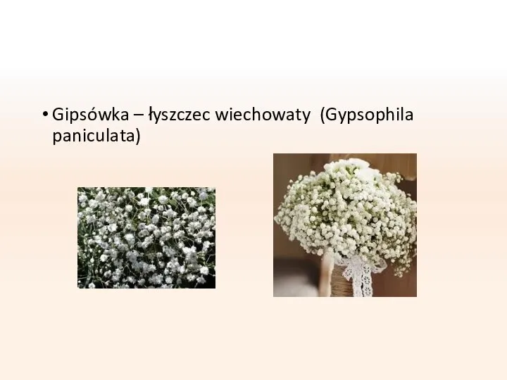 Gipsówka – łyszczec wiechowaty (Gypsophila paniculata)