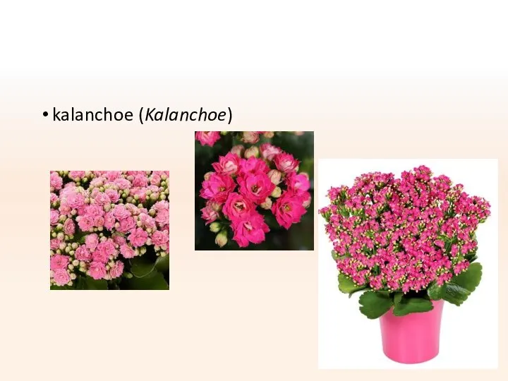 kalanchoe (Kalanchoe)