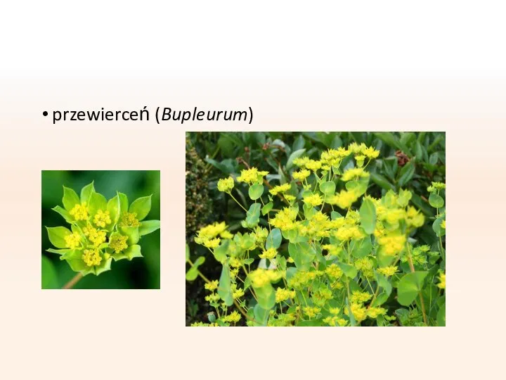 przewierceń (Bupleurum)