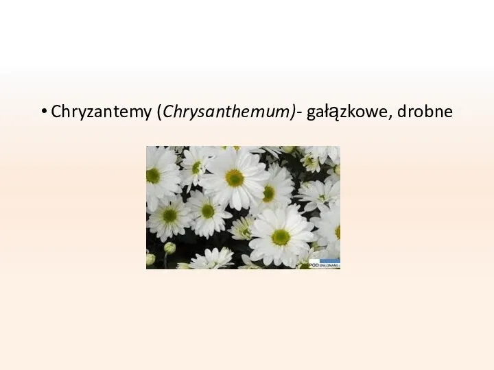 Chryzantemy (Chrysanthemum)- gałązkowe, drobne