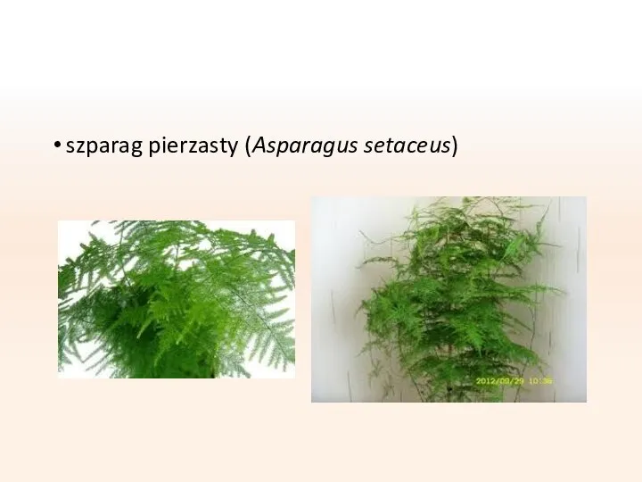 szparag pierzasty (Asparagus setaceus)