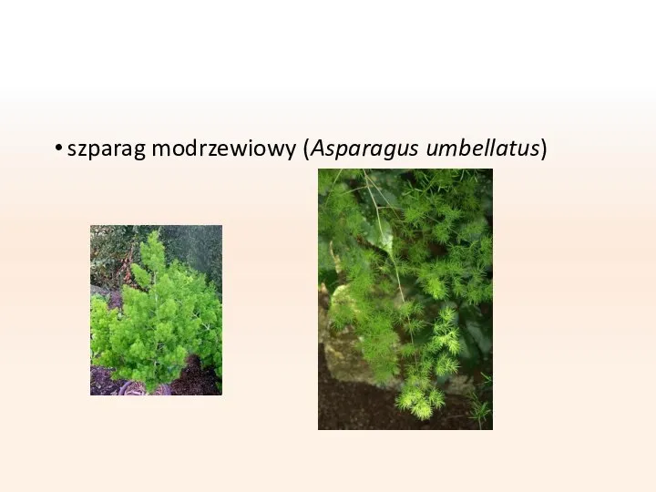 szparag modrzewiowy (Asparagus umbellatus)