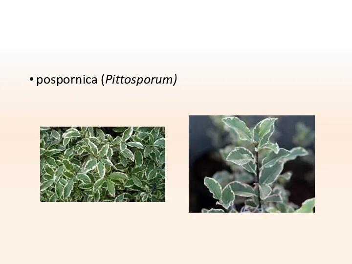 pospornica (Pittosporum)