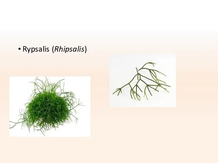 Rypsalis (Rhipsalis)