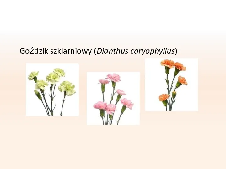 Goździk szklarniowy (Dianthus caryophyllus)