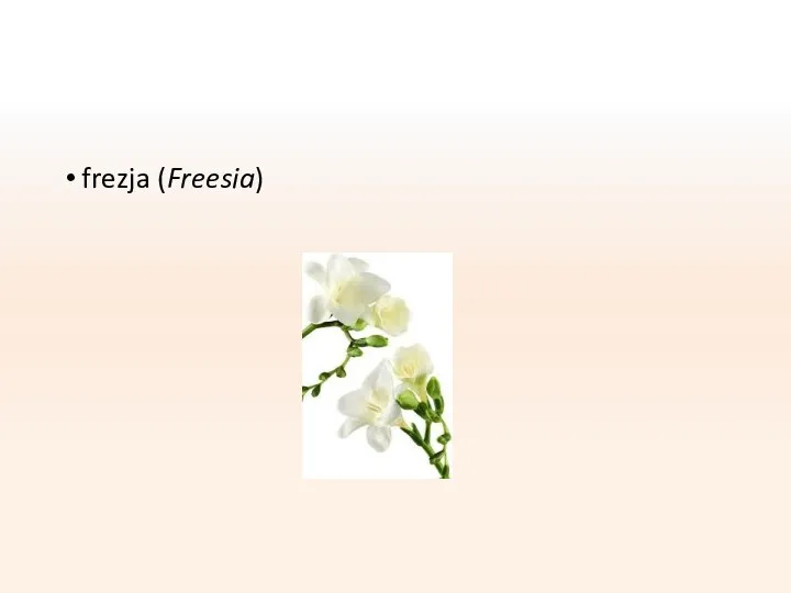 frezja (Freesia)