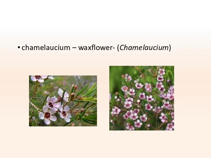 chamelaucium – waxflower- (Chamelaucium)