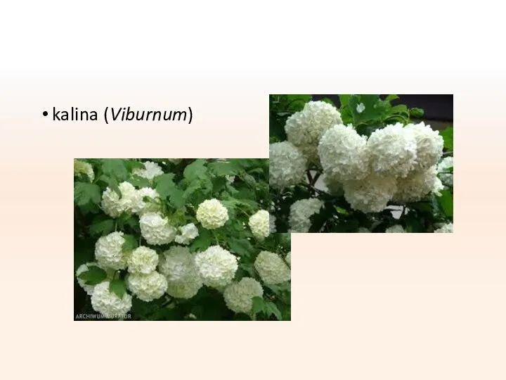 kalina (Viburnum)