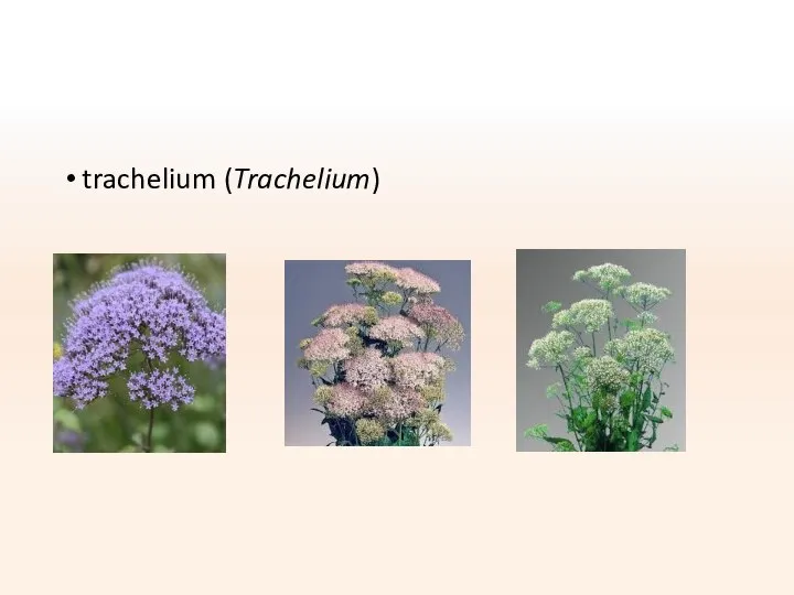 trachelium (Trachelium)