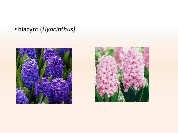 hiacynt (Hyacinthus)