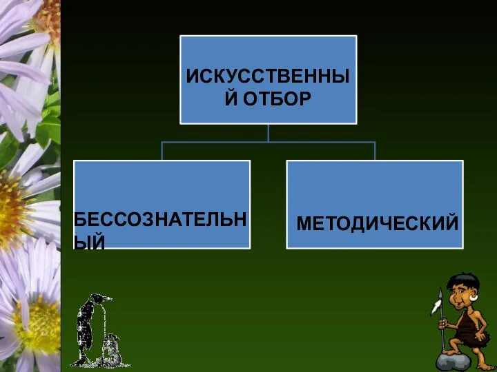 ИСКУССТВЕННЫЙ ОТБОР БЕССОЗНАТЕЛЬНЫЙ МЕТОДИЧЕСКИЙ