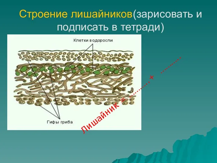 Строение лишайников(зарисовать и подписать в тетради) Лишайник = ………..+ ………..